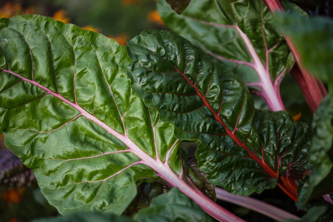How to Grow Chard