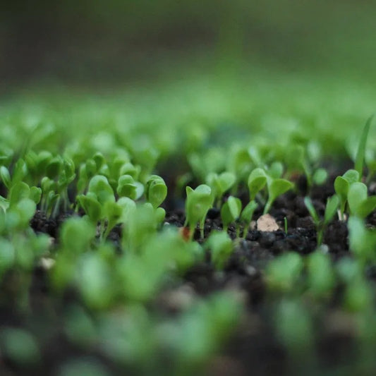 How to Grow Organically at Home