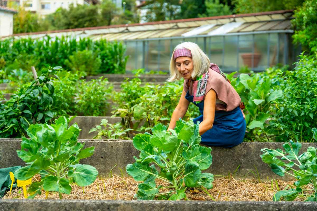  An allotment beginner working on vegetable beds on a plot understanding how to prepare an allotment for planting