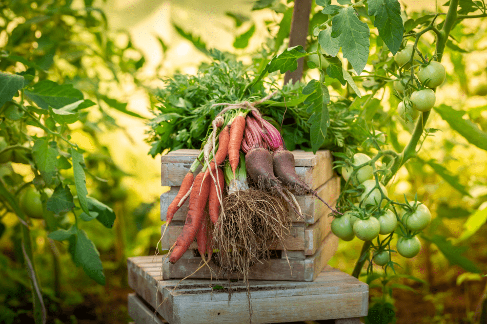 How to Get the Biggest Yield from Your Vegetable Patch