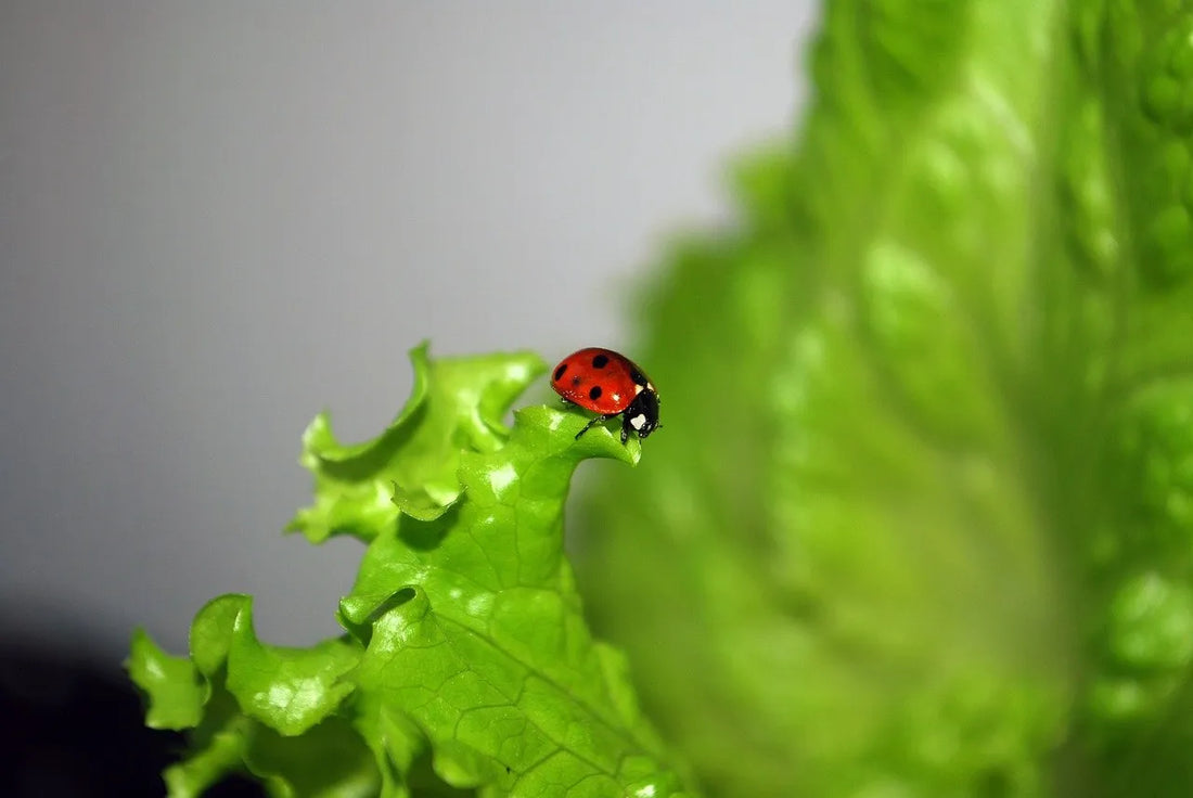 Biological Pest Control: Prevent Garden Pests the Natural Way!