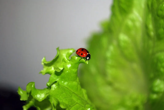 Biological Pest Control: Prevent Garden Pests the Natural Way!