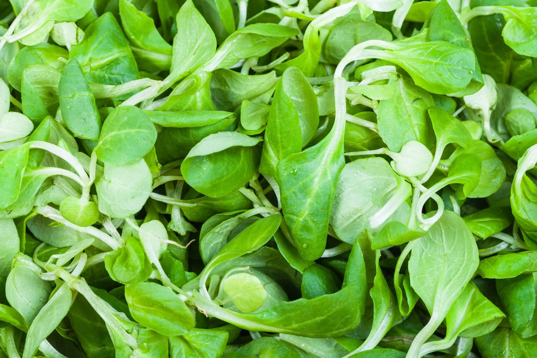 How to Grow Lamb’s Lettuce
