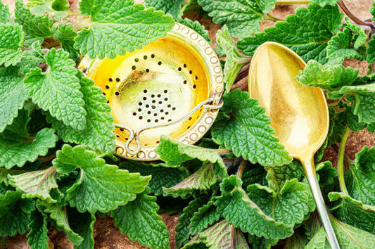 How to Grow Lemon Balm
