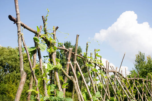 Gardening in May: What to Plant, Sow & Harvest