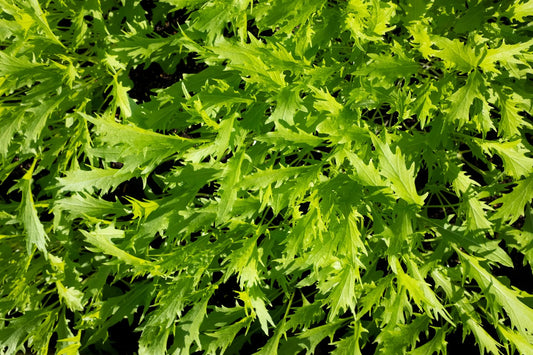 How to Grow Mizuna & Mibuna