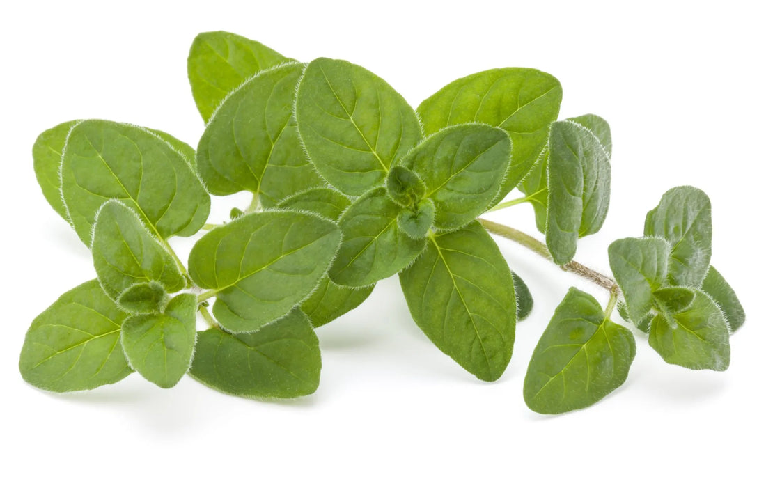 How to Grow Oregano