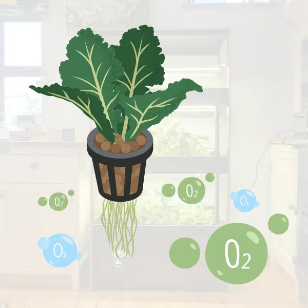Why oxygen is important for your plant roots