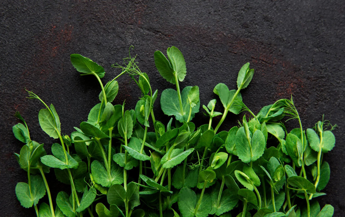 How to Grow Pea Shoots