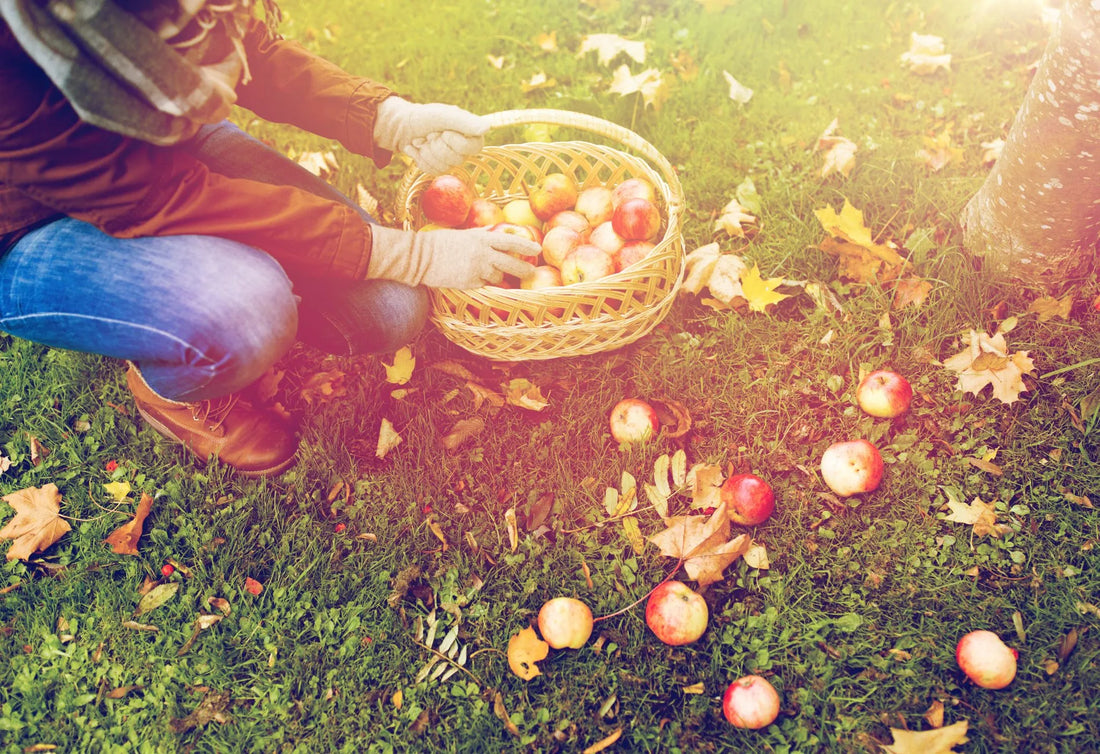 Gardening in October