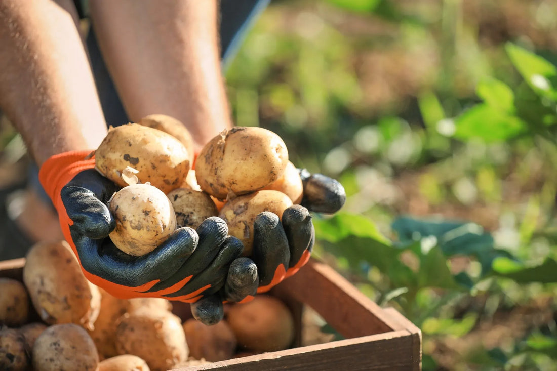 Gardening in September