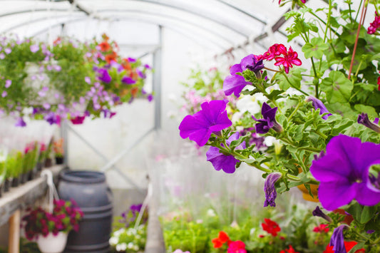 Top Benefits of Growing Flowers in a Greenhouse