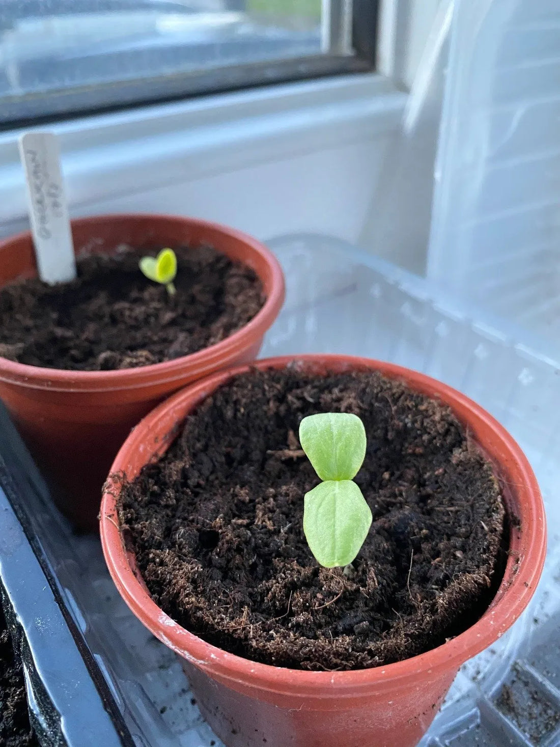 How to protect your plants in Spring