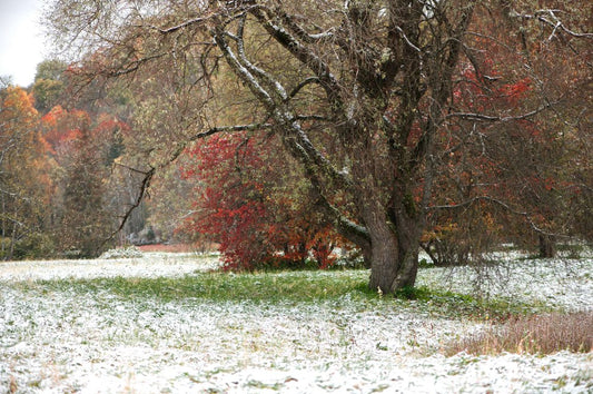 What Season Are We In? Navigating Unpredictable Weather for Optimal Garden Growth