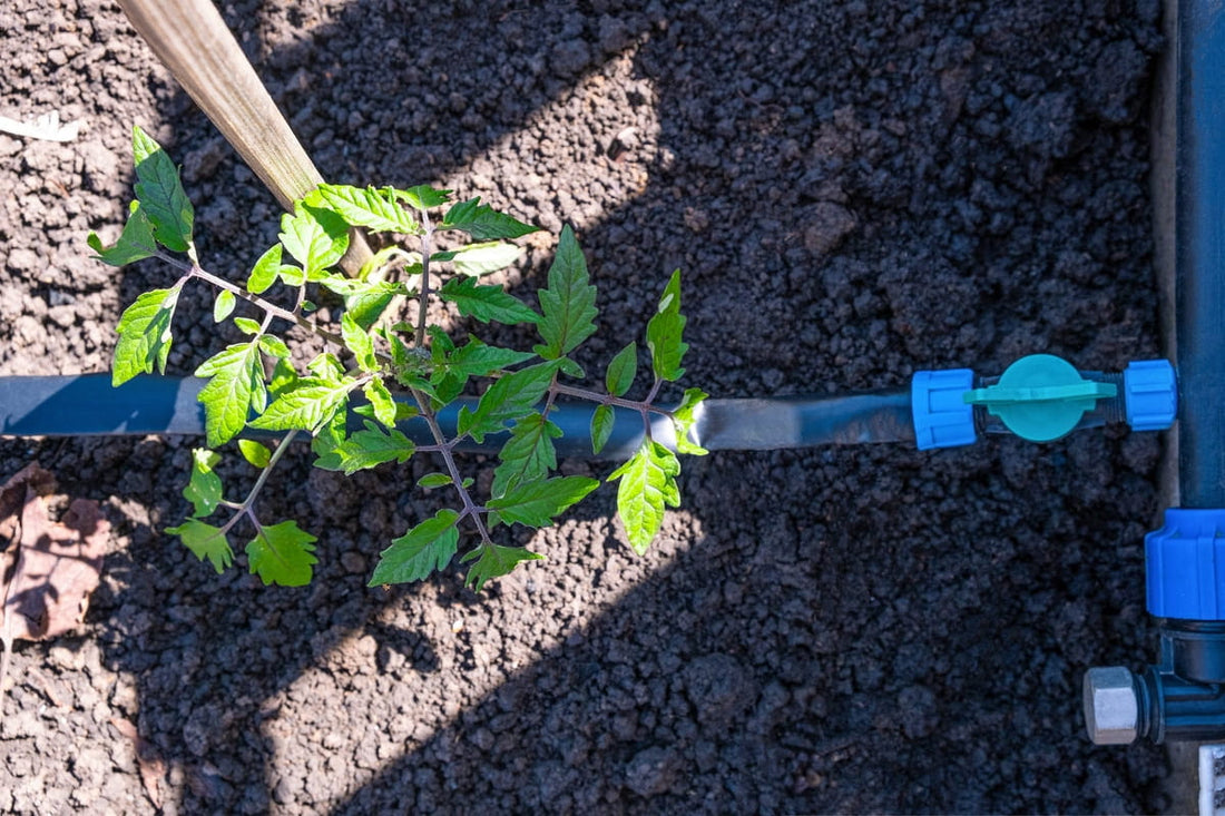 How Consistent Watering Can Double Your Harvest