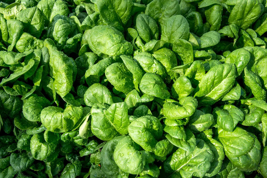 How to Grow Spinach
