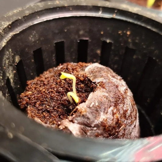 Top Tips for Successful Germination
