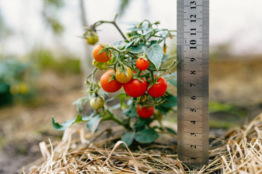 How to Grow Micro Dwarf Tomatoes