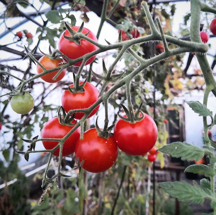 Tomatoes and Chillies Make The Perfect Greenhouse Companions For Gardeners