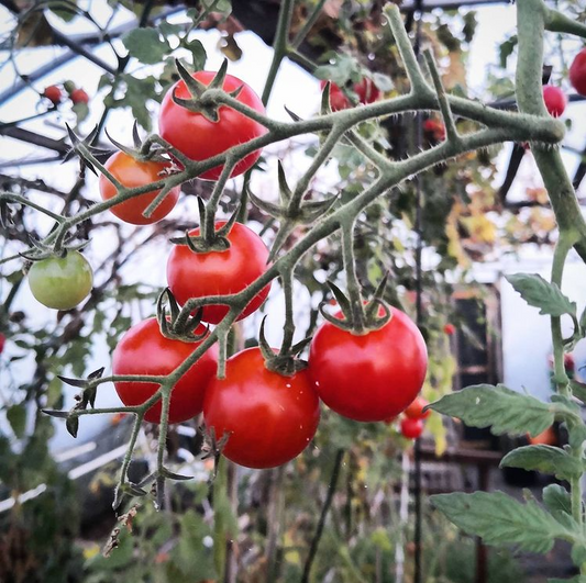 Tomatoes and Chillies Make The Perfect Greenhouse Companions For Gardeners