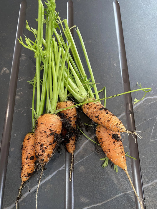 What veggies grow well in a greenhouse?