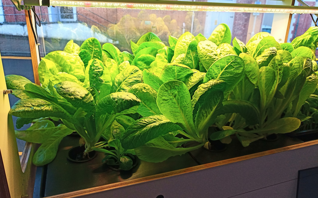 What is hydroponics?