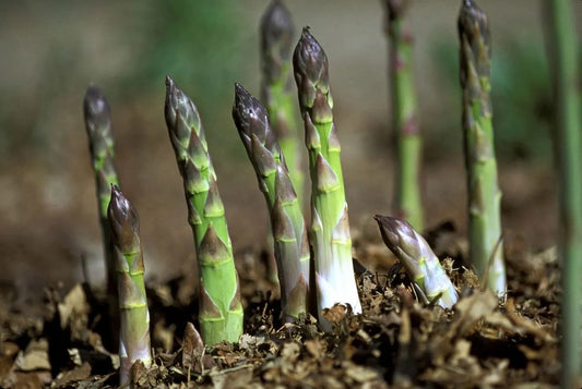 What’s in Season in April?