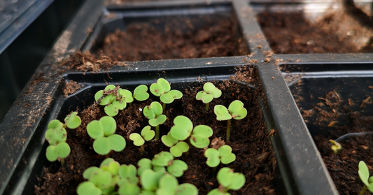 The health benefits of growing your own food