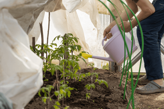 Common Watering Mistakes That Are Reducing Your Harvest