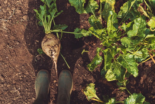 How the Best Gardening Tools Help You Grow Food Year-Round