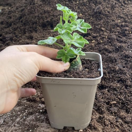 3/4 litre plant pot